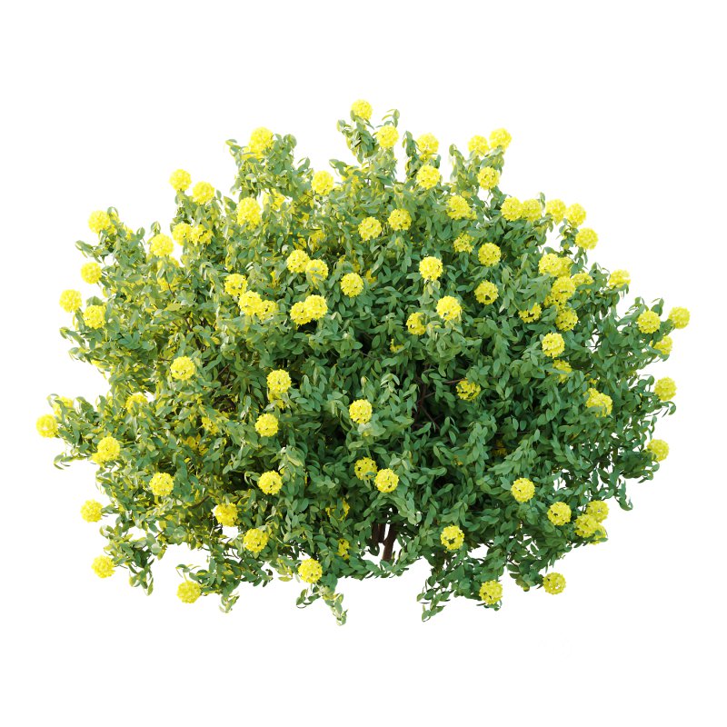 Rhododendron Arboreum Bush 05 Image 2