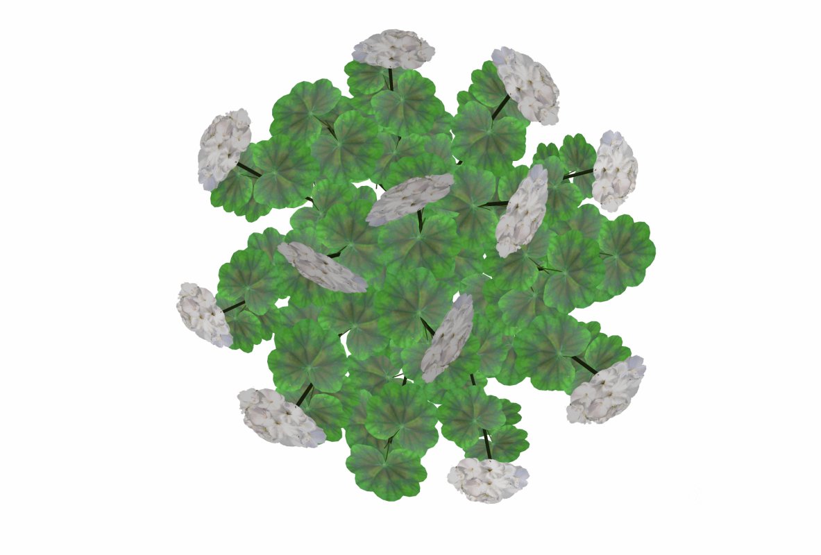 Pelargonium-Geranium-White-LowPoly Image 3