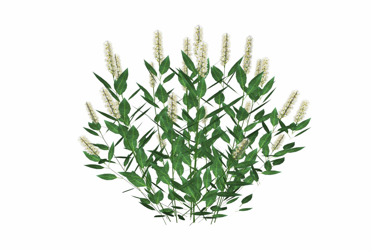 Prunus Otto Luyken – Laurel Image 4