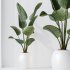 AV Indoor Plants Set 232 Branche Decorative and Bird Of Paradise and Ficus Elastica and Pelagio Palm - Thumbnail 4