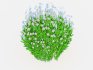 Galium Sweet Woodruff - Thumbnail 2