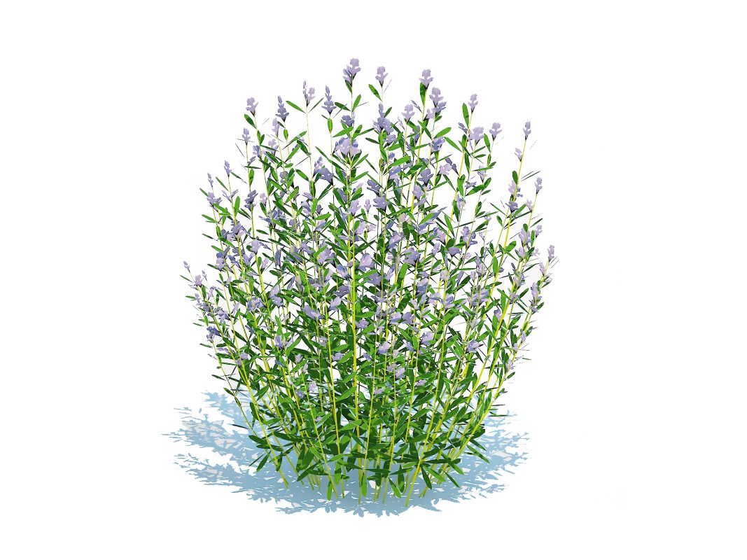 Rosmarinus officinalis Image 5