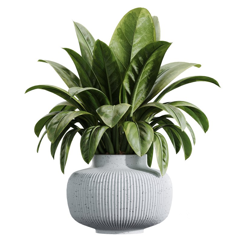 AV Indoor Plants Set 232 Branche Decorative and Bird Of Paradise and Ficus Elastica and Pelagio Palm Image 6