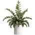 AV Indoor Plants Set 234 Areca Palm Lemon Lime Cane Dragon Zamiifolia Alocasia Eucalyptus - Thumbnail 3