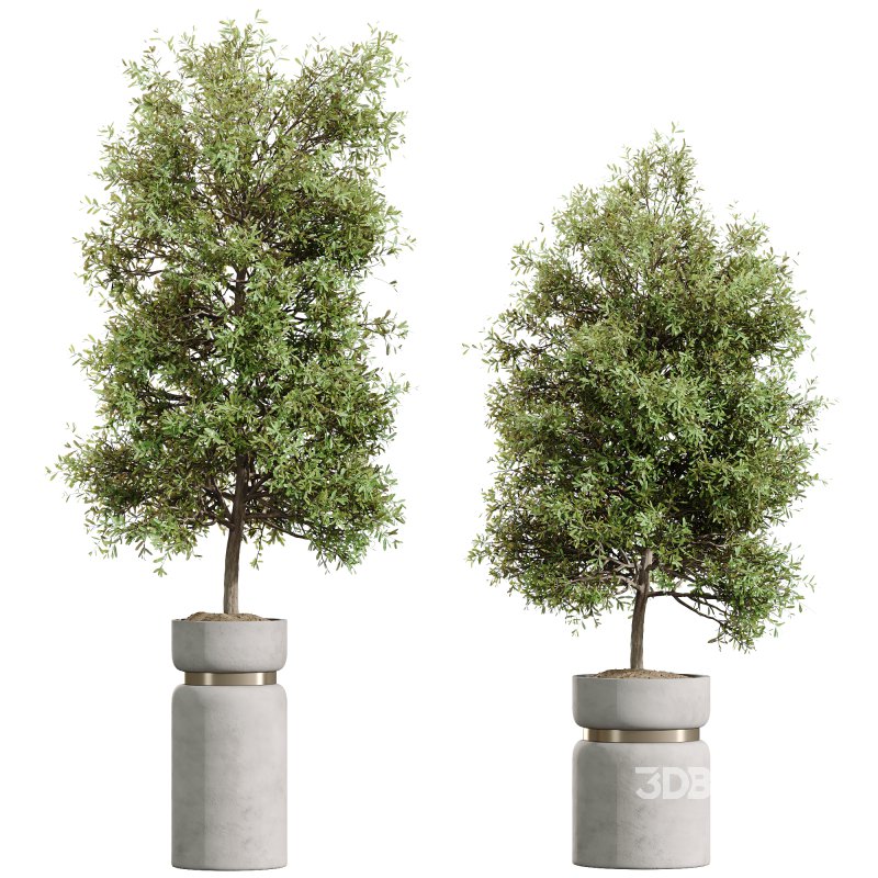 AV Indoor Plant Set 215 Mission Olive Spathiphyllum Lily Domino Alocasia Jardin Brisbanensis Image 3