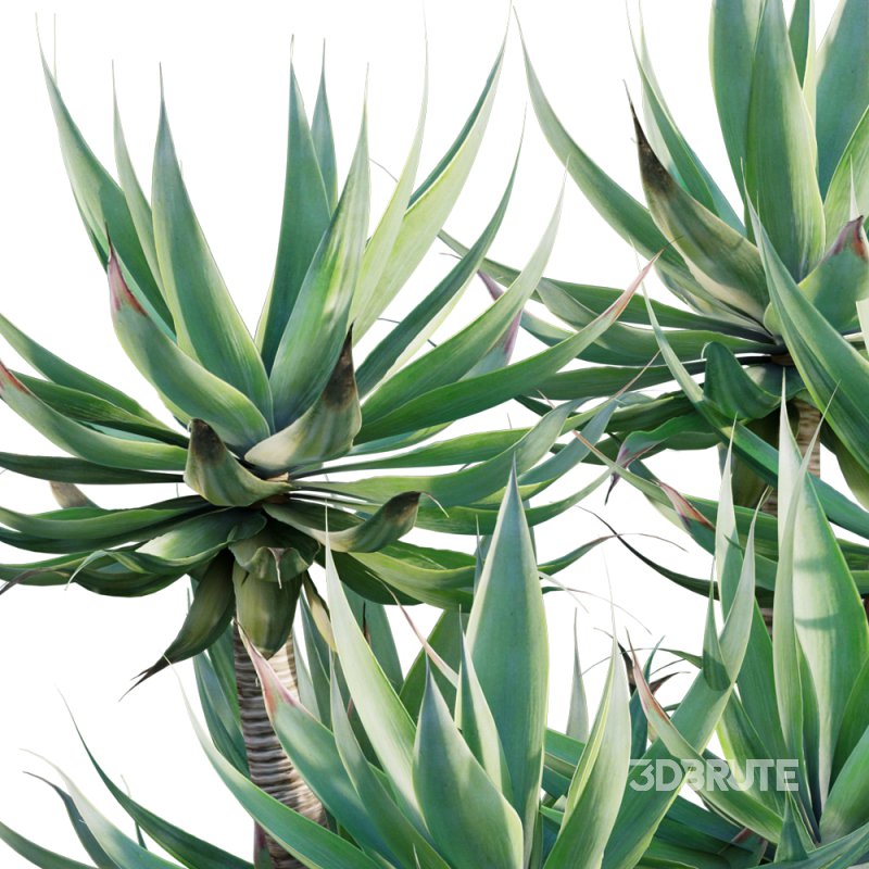 Agave attenuata – Fox tailail – 02 Image 3