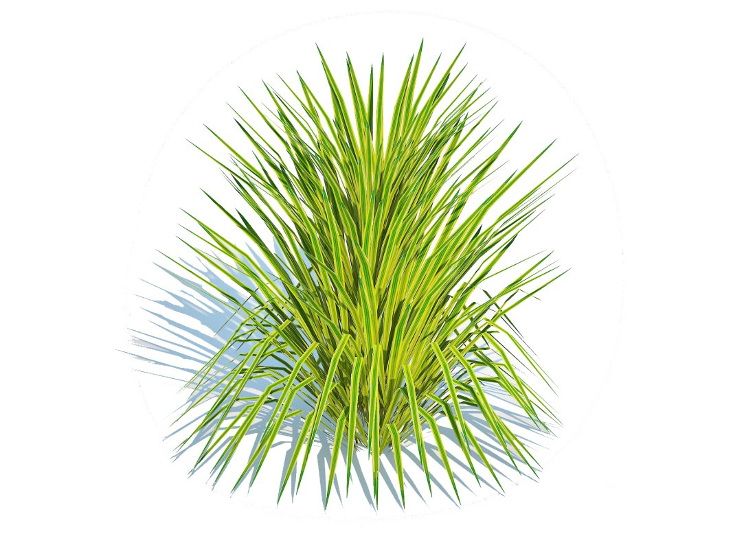 Hakonechloa – forest grass Image 2