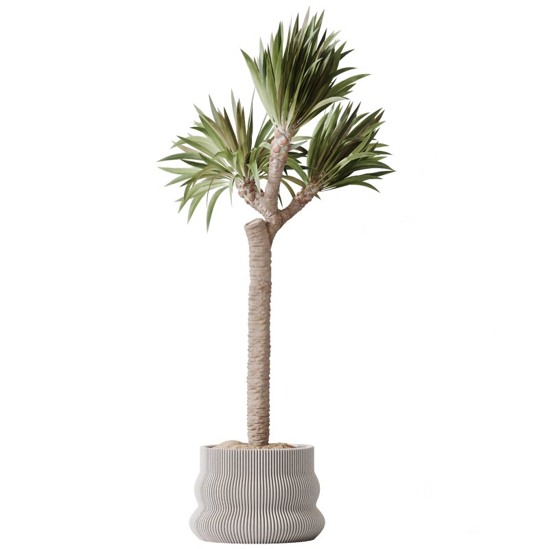 AV Premium Indoor Plants Set 212 Mission Olive ParadiseBird Yucca Areca Image 4