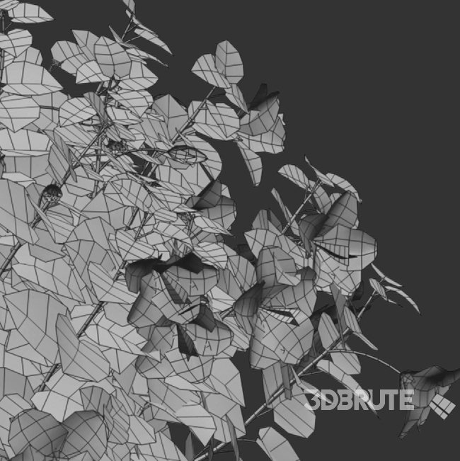 Chinese hibiscus – Hibiscus rosa-sinensis – 03 Image 4