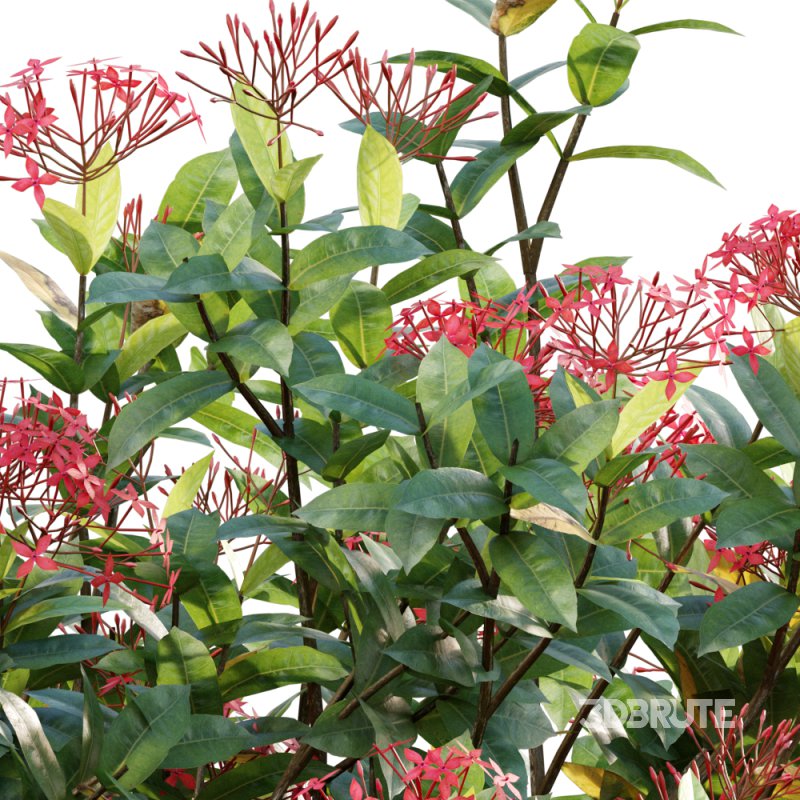 Ixora coccinea – flame of the woods – 01 Image 2