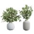 AV Indoor Plants Set 232 Branche Decorative and Bird Of Paradise and Ficus Elastica and Pelagio Palm - Thumbnail 2