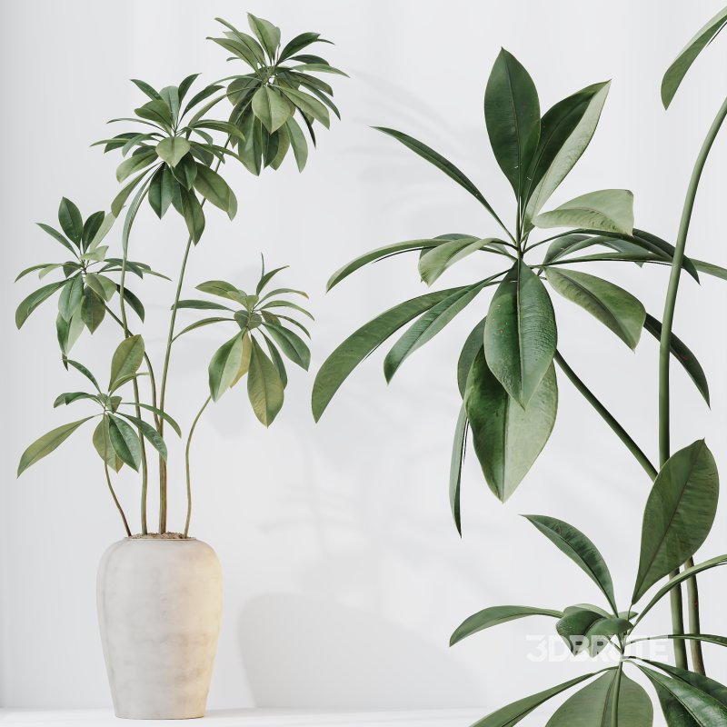 AV Indoor plants set 210 Mission Olive and Ficus Cyathistipula and Lily Domino and Lutescens Areca Palm Image 9