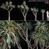 Aloe Pillansii, Aloidendron Pillansii – Giant Quiver Tree, Bastard Quiver Tree – 02 - Thumbnail 1