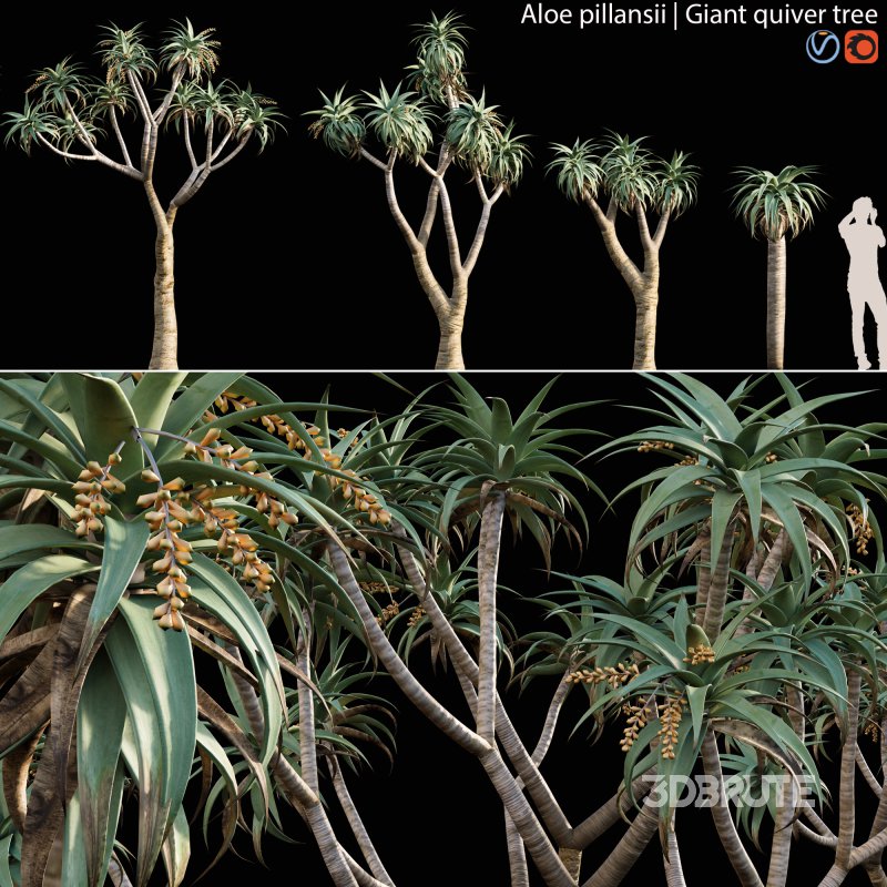 Aloe Pillansii, Aloidendron Pillansii – Giant Quiver Tree, Bastard Quiver Tree – 02 Image 1