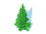 Abies fraseri- Fraser Fir -Small - Thumbnail 4