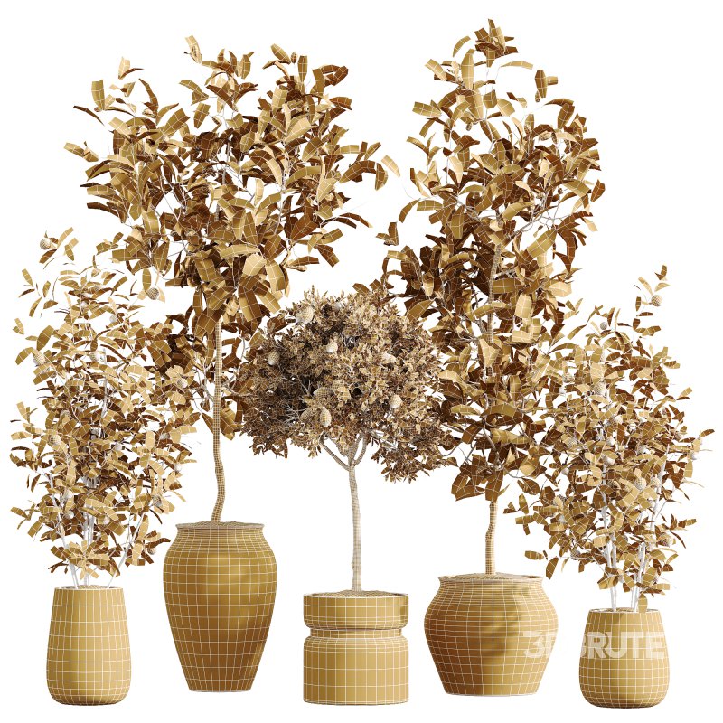 AV Indoor plants set 214 Briful Pachira Aquatica and Citrus Fruit Bonsai China Orange Tree and Fruit Lemon Calamondin Tree Image 8