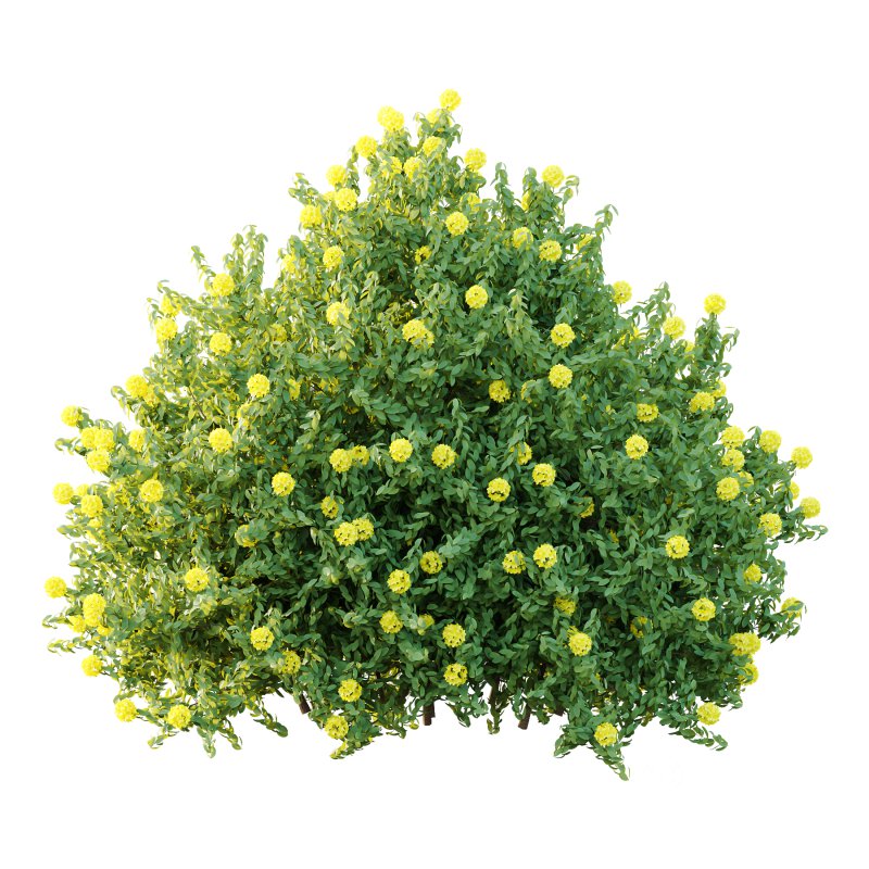 Rhododendron Arboreum Bush 06 Image 4