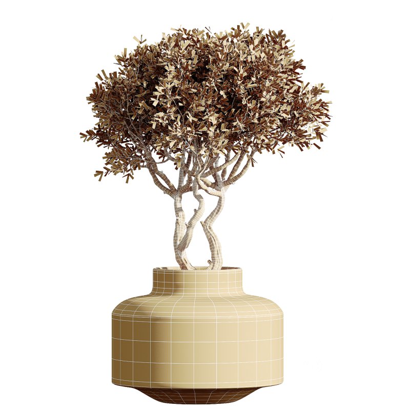 AV Indoor Plants Set 233 Olive Wilsonii and Mission Chemlali Olive and Ficus African Fig and Ficus Benjamina Image 5