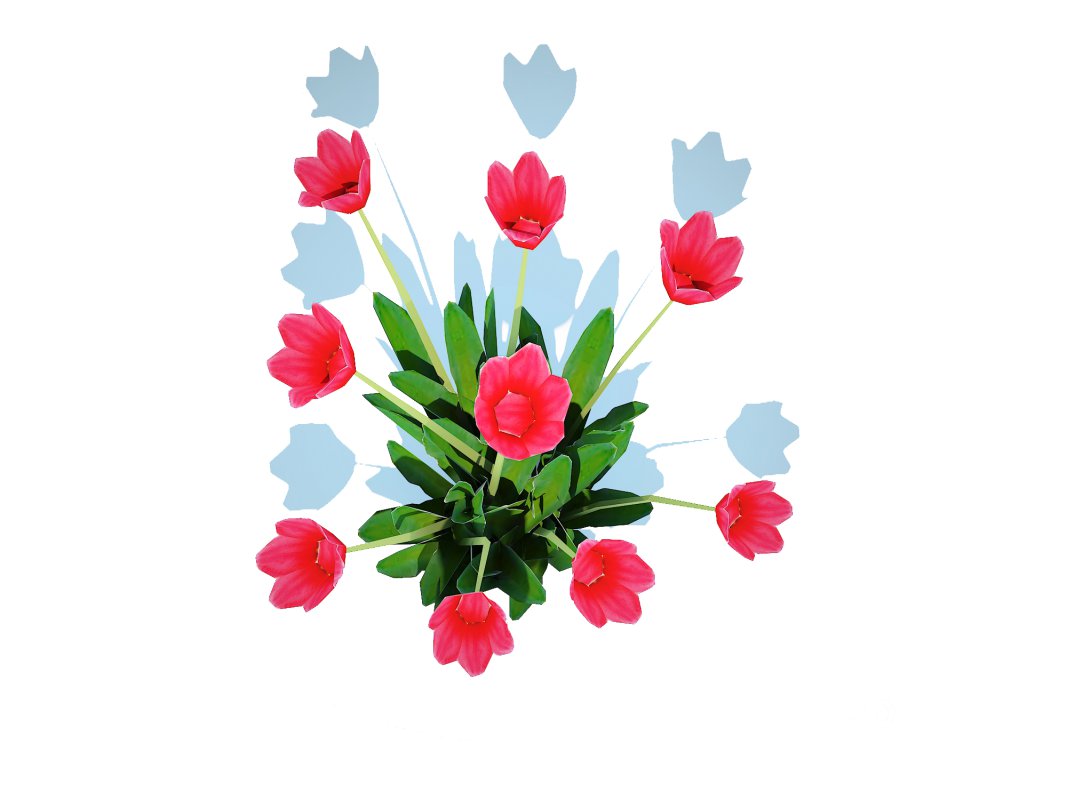 Tulipa – tulips Red Image 5