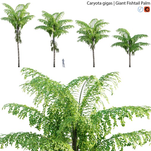 Caryota gigas – Giant Fishtail Palm – Caryota Mitis – 01