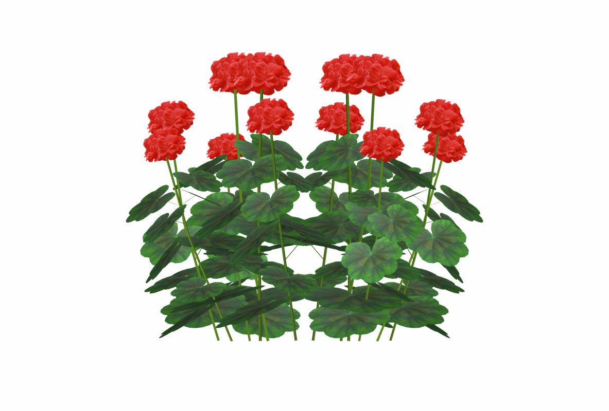 Pelargonium-Geranium-Red Image 2
