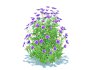 Geranium – Orion Cranesbill - Thumbnail 4