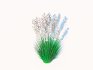 Festuca – Blue fescue - Thumbnail 3