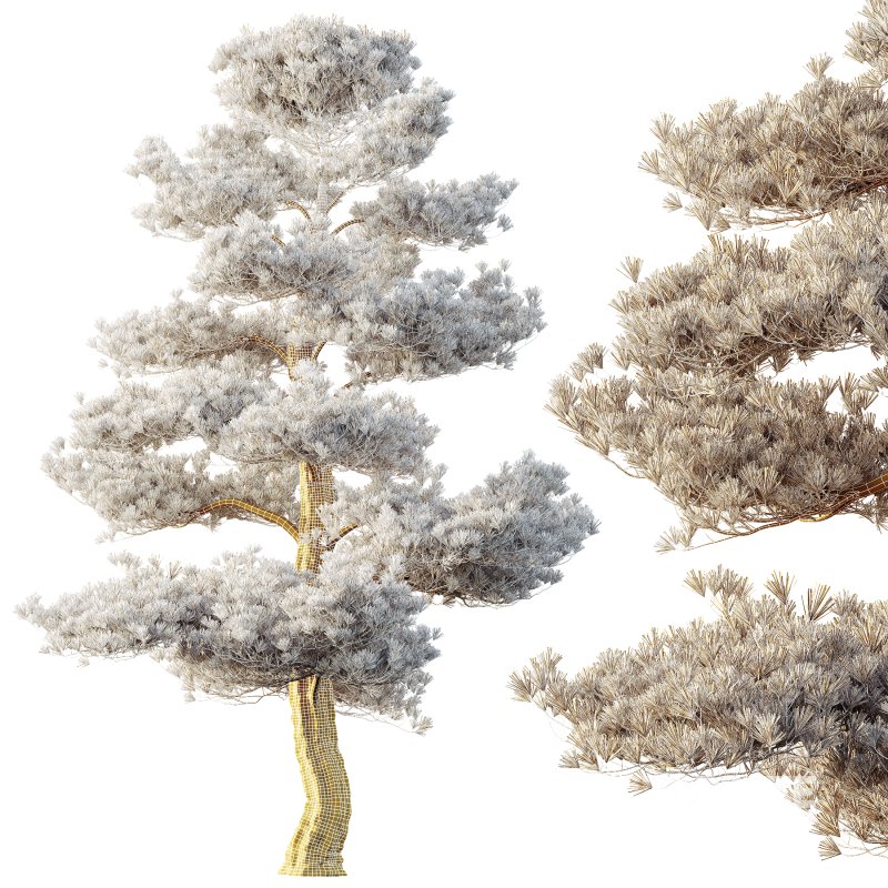 AV Plants Pinus Bonsai Sylvestris Pine Parviflora Scotch Contorta02 Image 3