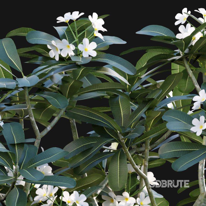 Plumeria Obtusa – White Frangipani – 01 Image 2