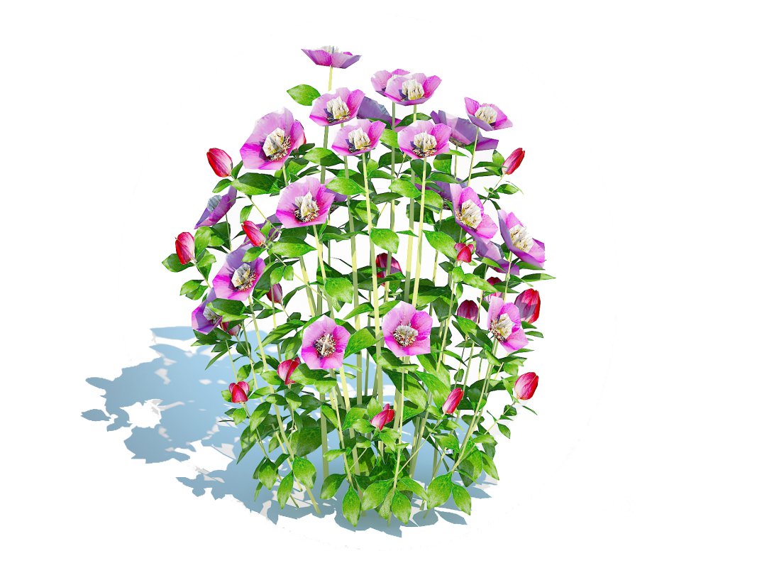 Helleborus orientalis – Lenten rose Pink Image 5