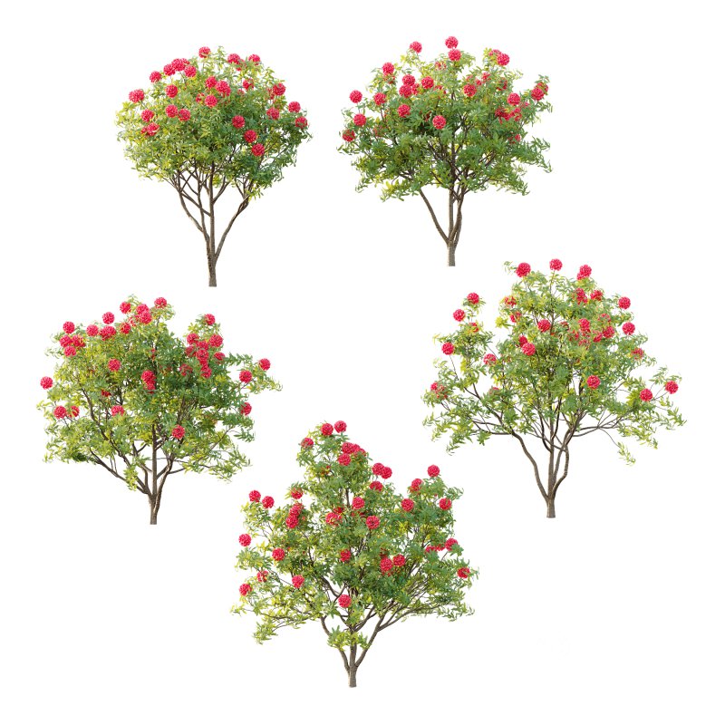 Rhododendron Arboreum Bush 04 Image 3