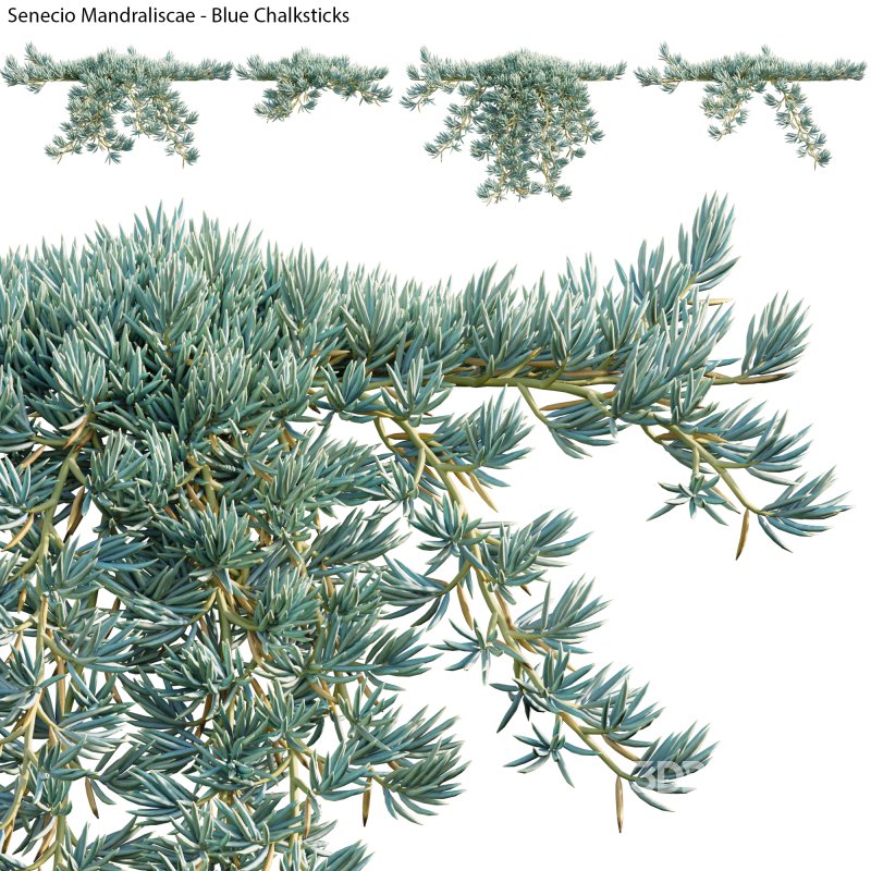 Senecio Mandraliscae – Blue Chalksticks – 02 Image 1