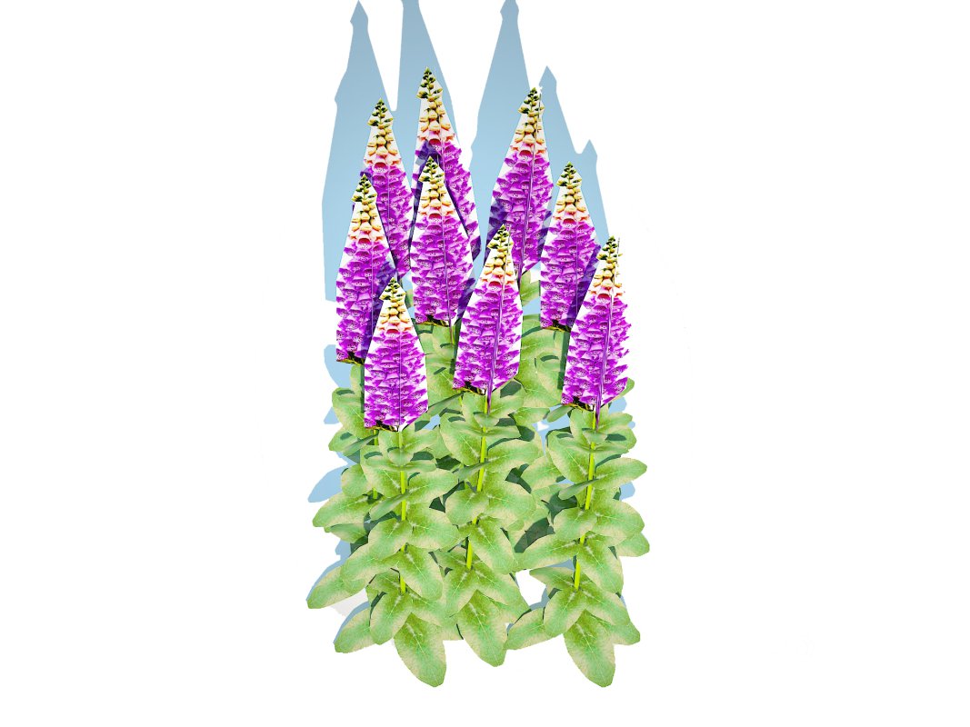 Digitalis purpurea – Common Foxglove purple Image 4