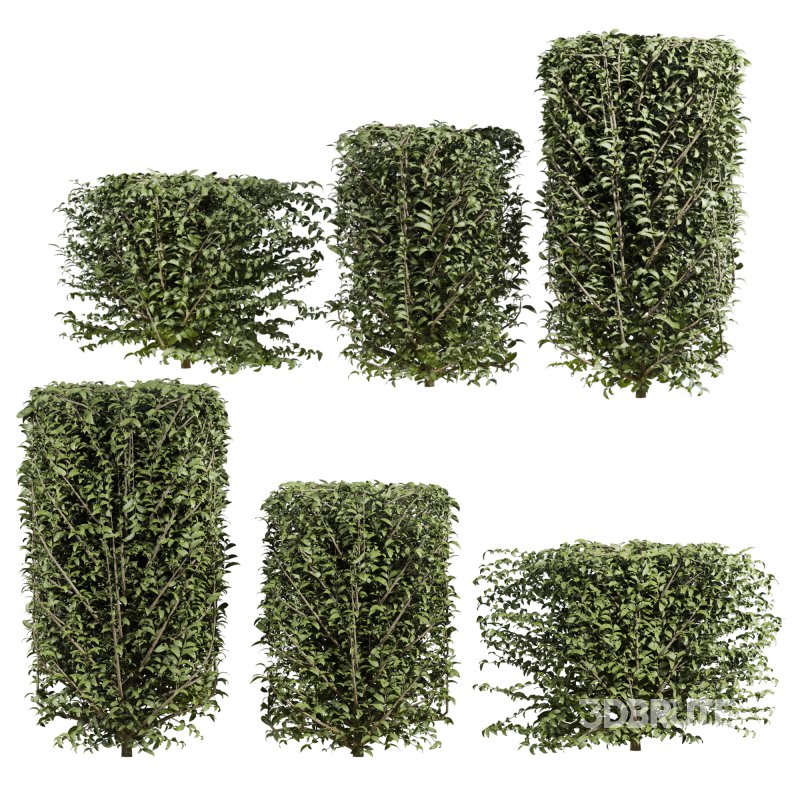 bush plants set Image 2