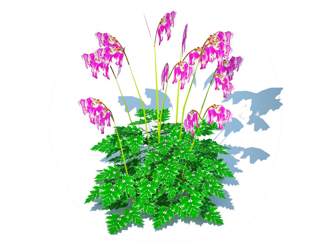 Dicentra Luxuriant – Bleeding Heart Image 5