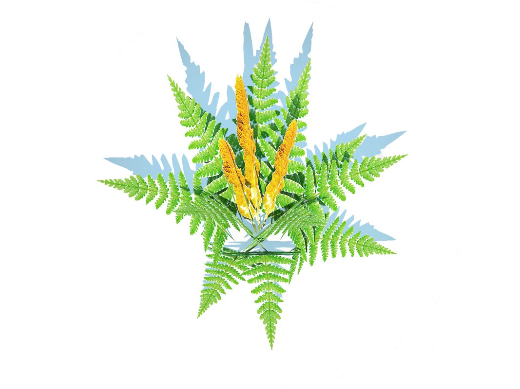 Osmunda – Cinnamon Fern Image 2