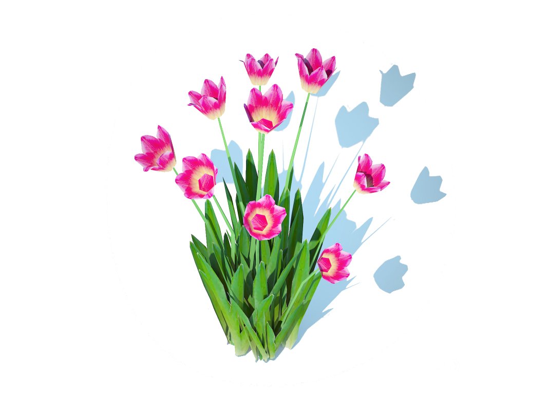 Tulipa – tulips_Pink Image 4