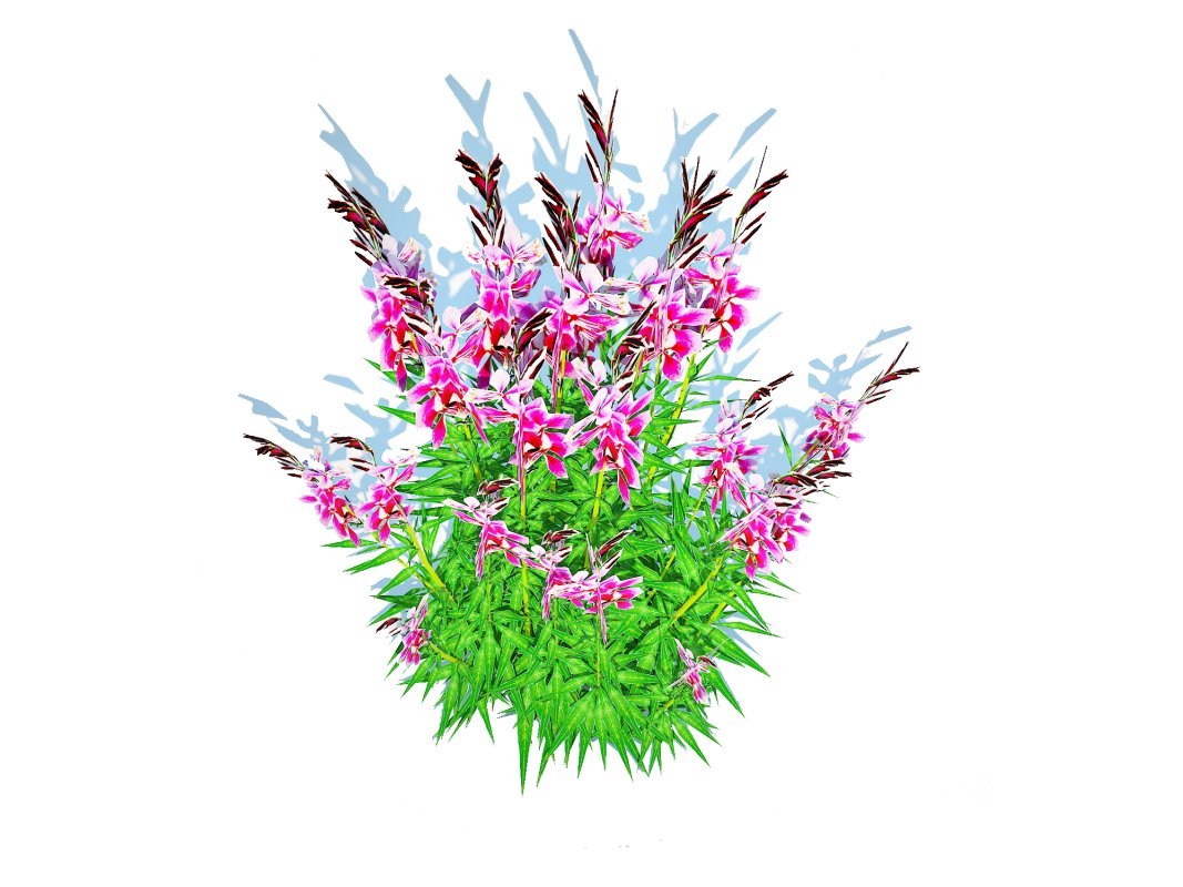 Gaura lindheimeri Pink Image 4