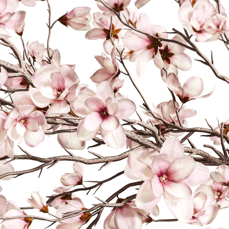 Magnolia Blossom Branches in White Ceramic Vase Image 4