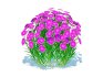 Dianthus deltoides – Zing - Thumbnail 2