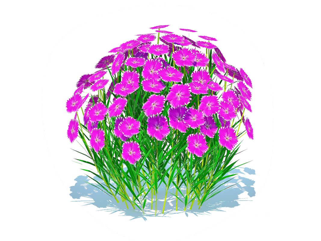 Dianthus deltoides – Zing Image 2