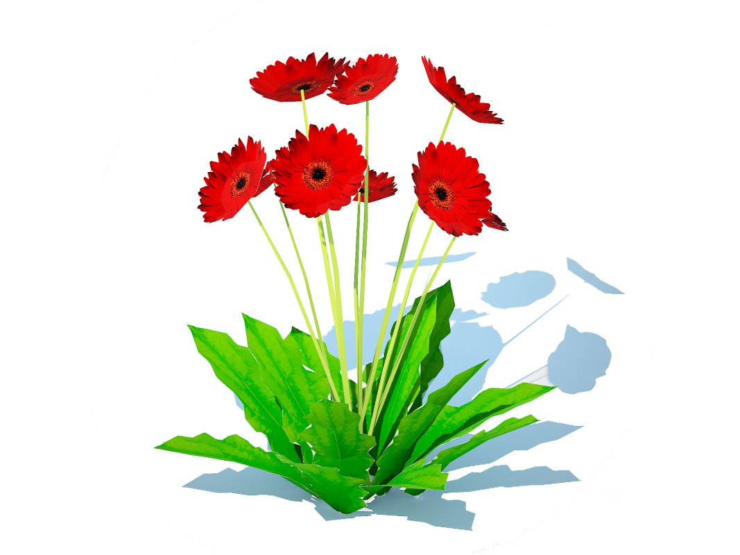 Gerbera – Gerbera Daisy_Red_Flower Image 5