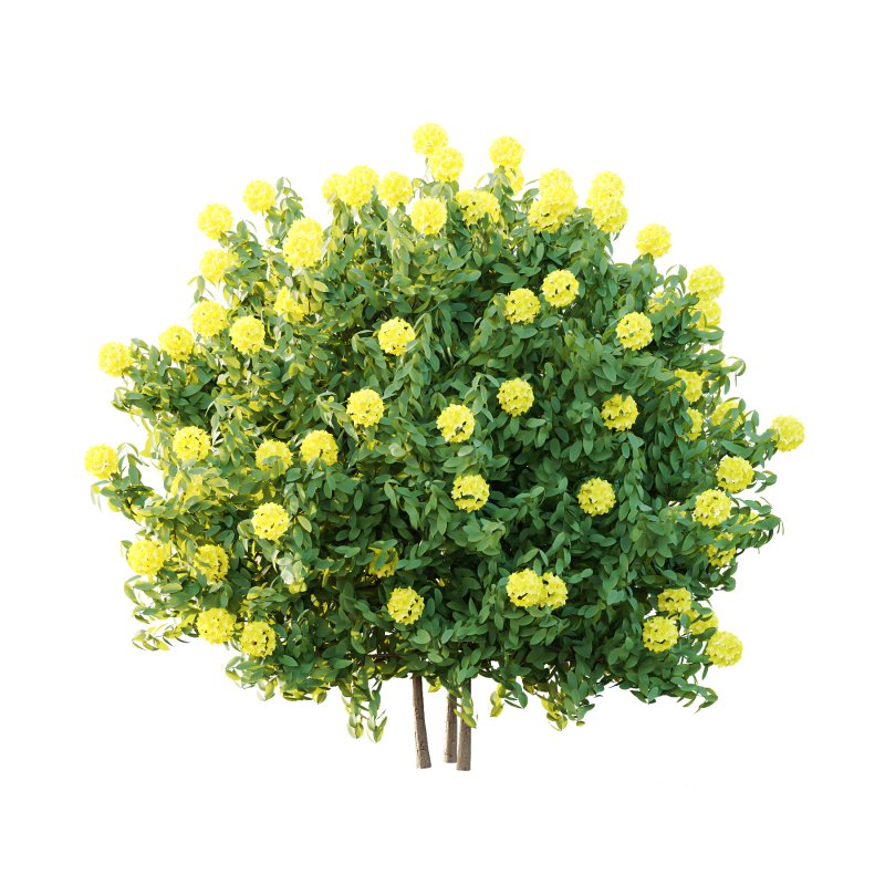 Rhododendron Arboreum Bush 01 Image 4