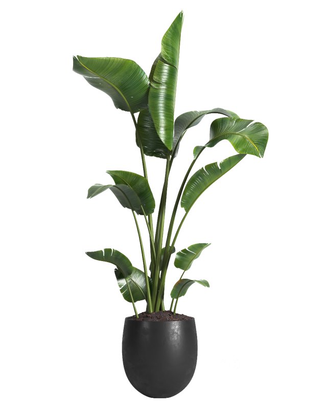 indoor plant 05 Image 4