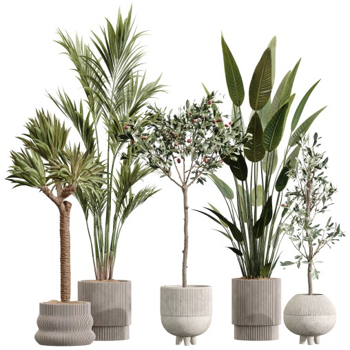 AV Premium Indoor Plants Set 212 Mission Olive ParadiseBird Yucca Areca