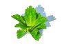 Lettuce_green - Thumbnail 3