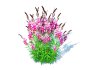 Gaura lindheimeri Pink - Thumbnail 3