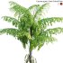 Caryota gigas – Giant Fishtail Palm – Caryota Mitis – 01 - Thumbnail 2