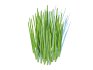 Equisetum hyemale – Horsetail Reed - Thumbnail 5
