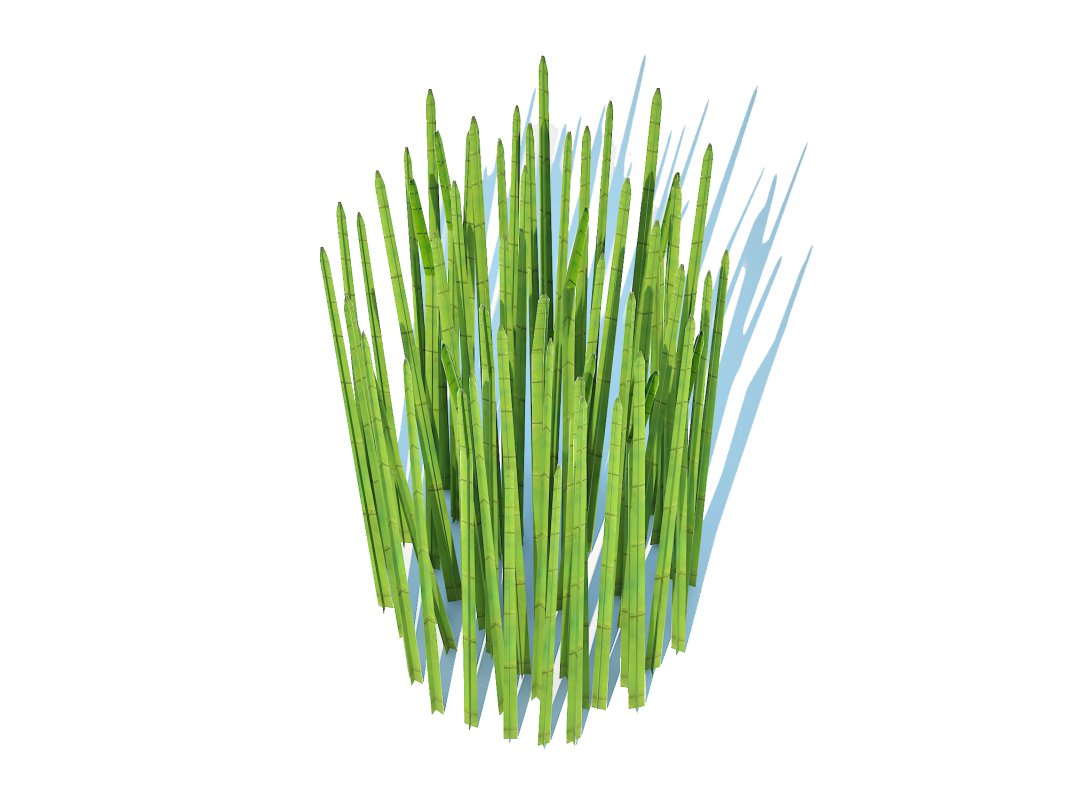 Equisetum hyemale – Horsetail Reed Image 5